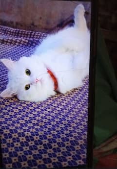 white persion Cat