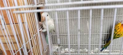 Monk Female, Sun Conure Pair, Raw Male