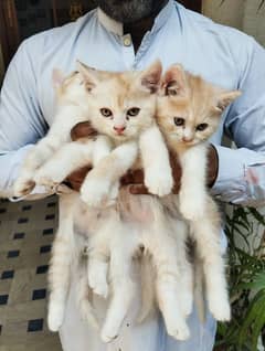 Persian kittens | double coated | For Sale