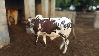SAHIWAL DESI The beauty For Qurbani 2025