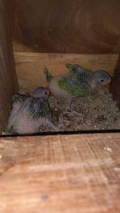 parrot chicks for sale
