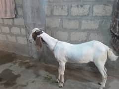 Bakra