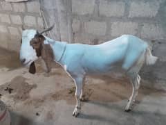 Bakra for Sale