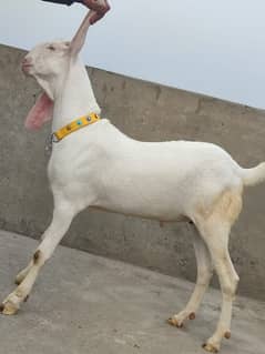 Raajan purri bakry white beauty