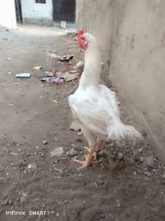 Aseel patha 4sale urgent.