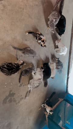 Cat for sale