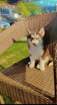 Siberian husky male puppy available for sale