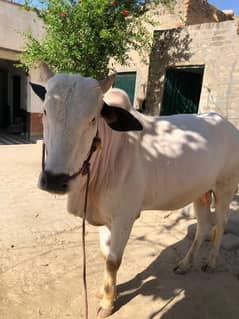 Bull