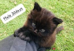 persion kittens triple coat