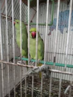 green ring nak do female hai ek year ag hy