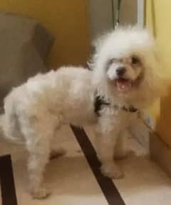Shihtzu  Breed  (Dog For Sale)