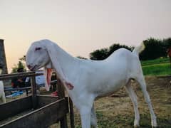 Qurbani
