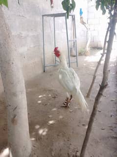 Aseel