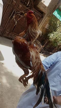 aseel peela murga for sale