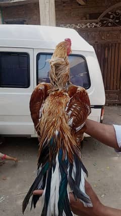 aseel peela murga for sale