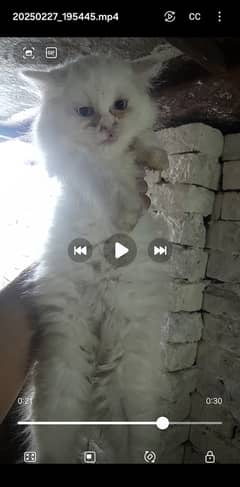 3 kitten for sales male and female
