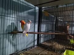 lovebird / Lovebirds/parrots /طوطے /albino / Lutino