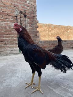 Mianwali eggs for sale