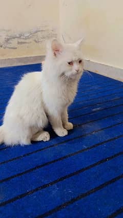 male Persian triple coat white color urgent for sale