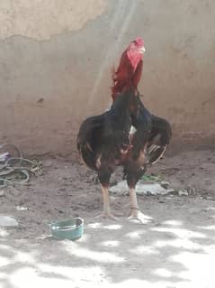 High quality lakha breeder pair for sale