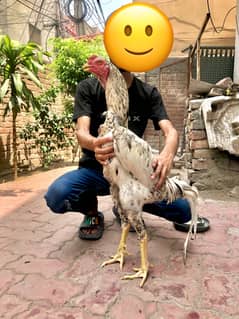 Top quality Aseel with chicks