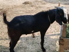 donda bakra for Eid