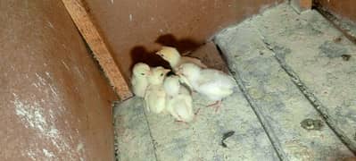 heera Aseel chicks for sale