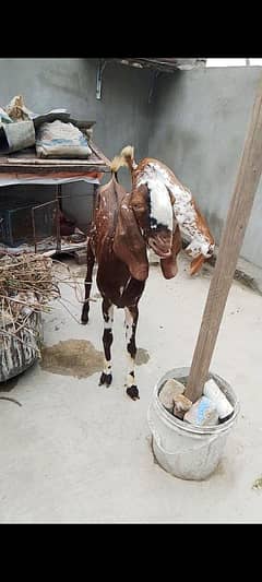 Bakray For Sale