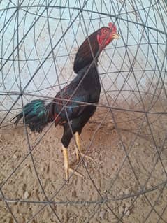 03148107850  3Aseels for Sale