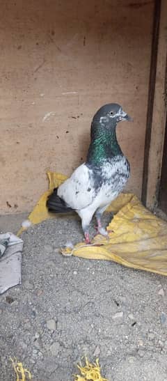 100 teddy pigeon