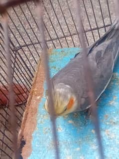 2 male 2 female joda hay