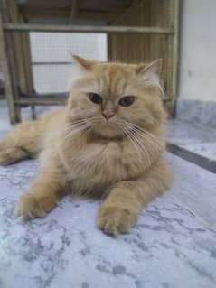 2 female cats age 11 months 1 cat price 13000
