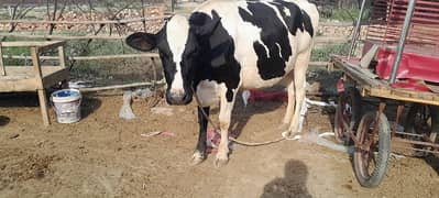 friesian heifer, cow, wachi