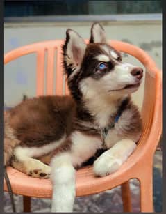 Siberian husky | odd eyes | double coat | Husky pup For Sale