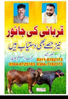 قربانی کے جانور اور جانوروں میں اس سے دستیاب ہے