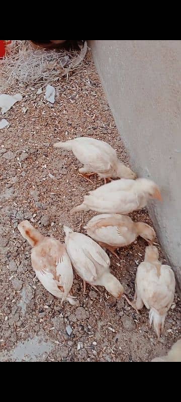 Heera chicks / pure Aseel chicks / Hera / Paper White / Mianwali Heera 5