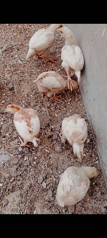 Heera chicks / pure Aseel chicks / Hera / Paper White / Mianwali Heera 6