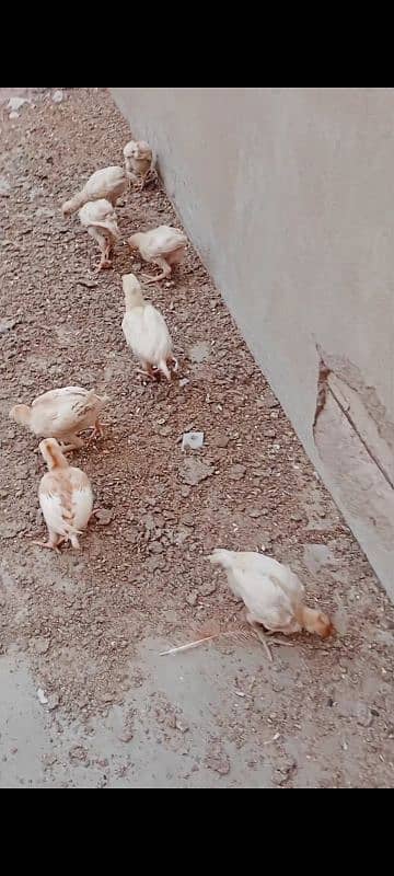 Heera chicks / pure Aseel chicks / Hera / Paper White / Mianwali Heera 8