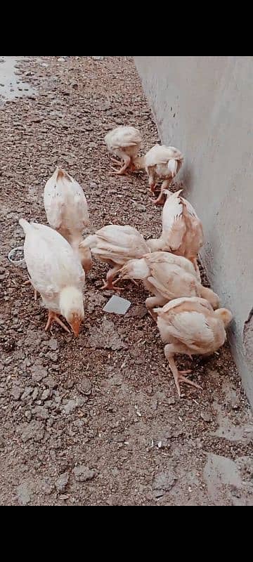 Heera chicks / pure Aseel chicks / Hera / Paper White / Mianwali Heera 11
