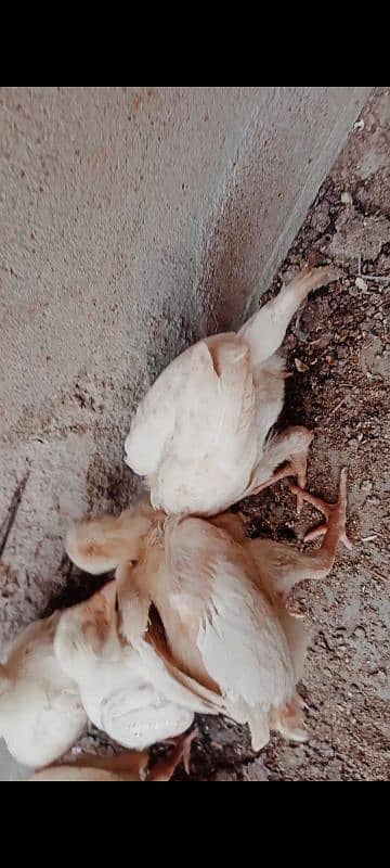 Heera chicks / pure Aseel chicks / Hera / Paper White / Mianwali Heera 16