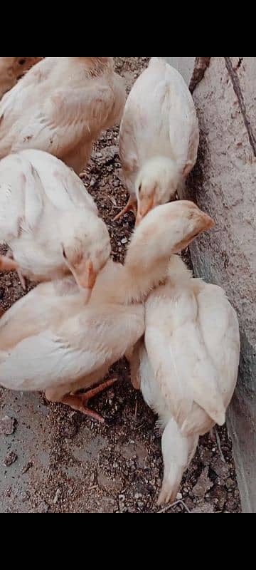 Heera chicks / pure Aseel chicks / Hera / Paper White / Mianwali Heera 17