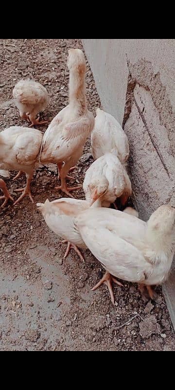 Heera chicks / pure Aseel chicks / Hera / Paper White / Mianwali Heera 18