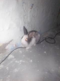 this is a hair rabbit aapko lena hai to inbox Karen