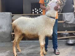 mundra chatra for sale 03029288724