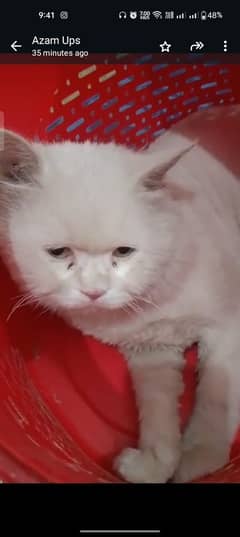 cat for sale