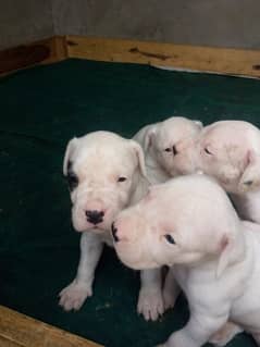 Pedigree Dogo argentino puppies available for sale