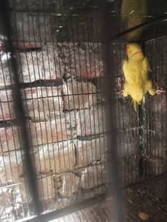 Green parrot/طوطا/yellow bird male
