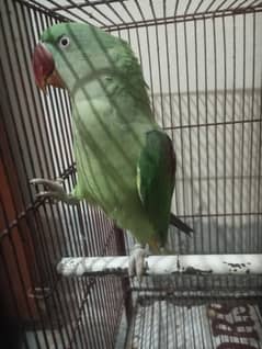 Green parrot/طوطا/