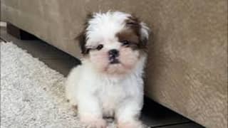 Shihtzu