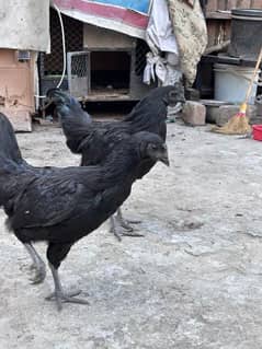 ayam